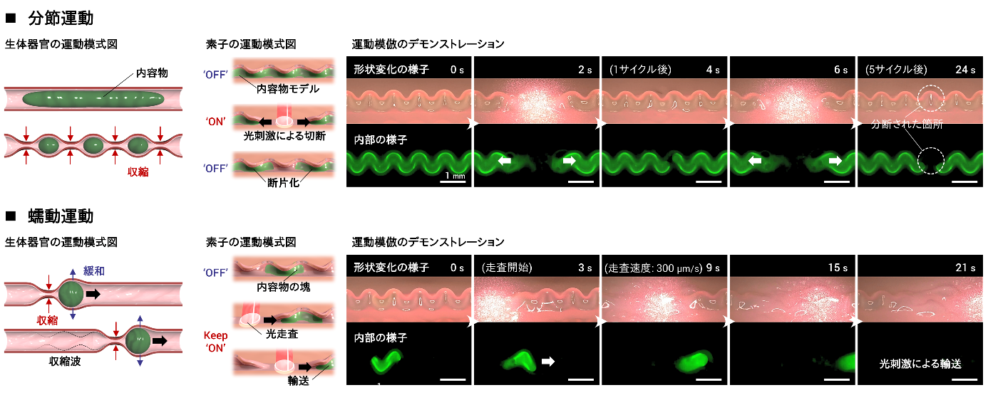 図3：生体器官を模倣した運動の再現デモンストレーション