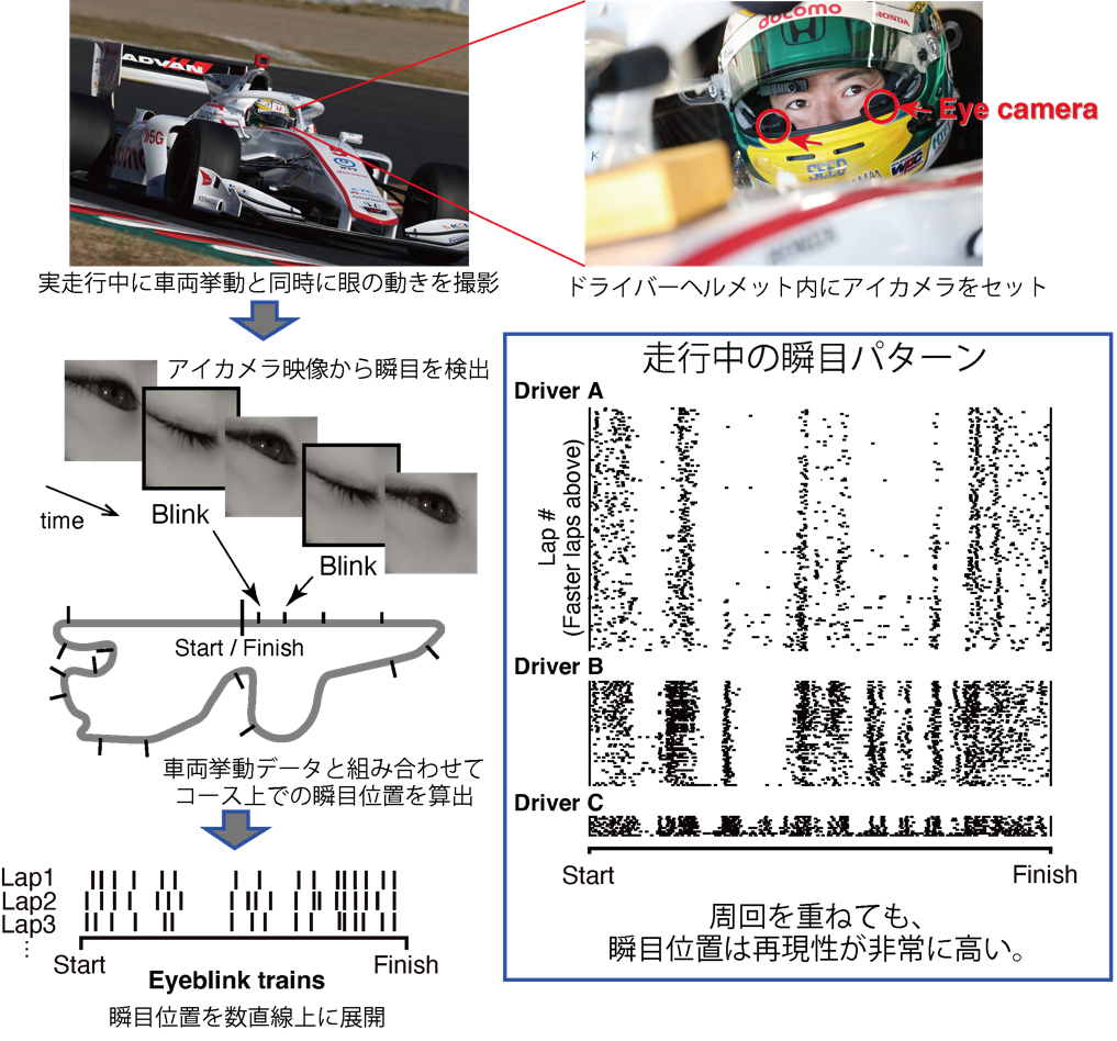 図1．フォーミュラカー実走行中の瞬目パターン