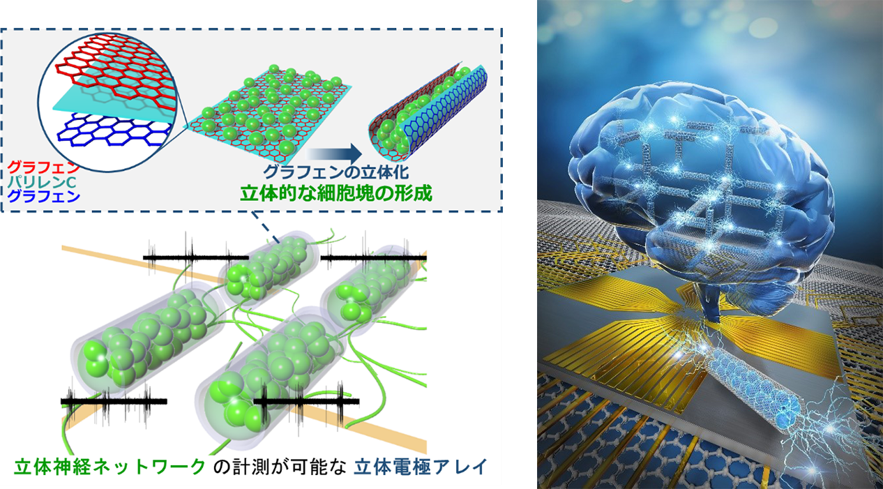 図1：（左）立体神経ネットワークの計測が可能な立体電極アレイ、（右）Brain-on-a-chipのイメージ