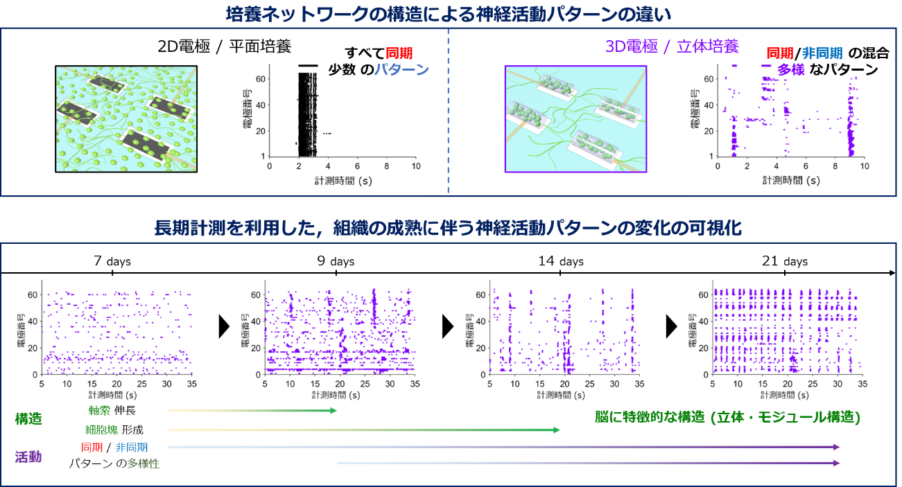 図3：立体神経ネットワークにおける神経活動パターンの可視化と成熟過程