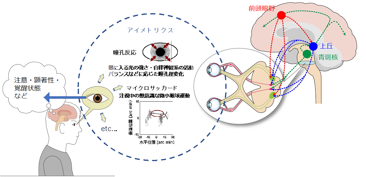 図1：アイメトリクスによるマインドリーディングの概念
