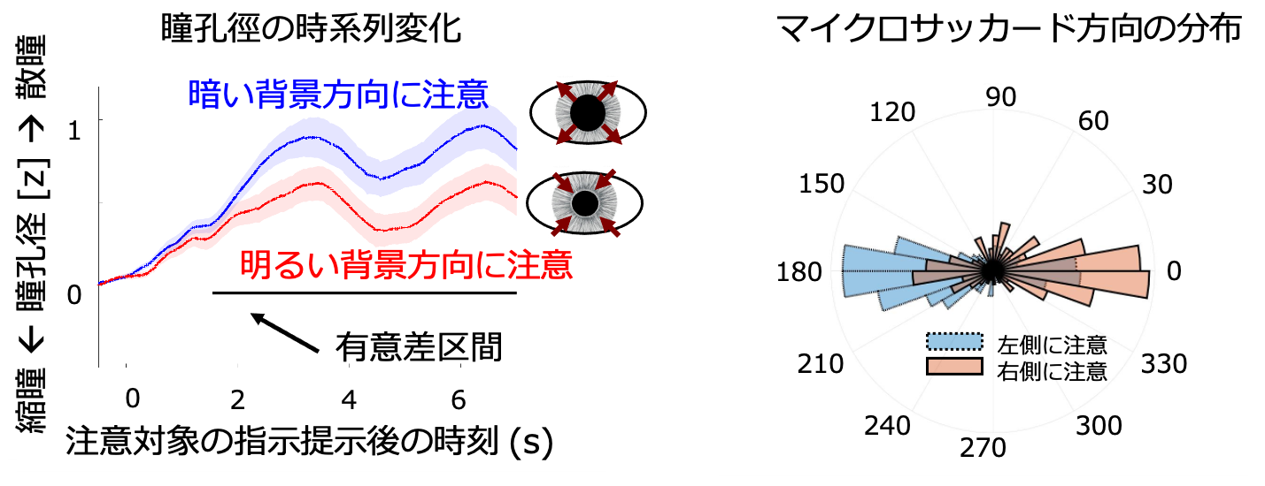 図4：瞳孔径の時系列変化とマイクロサッカード方向の分布
