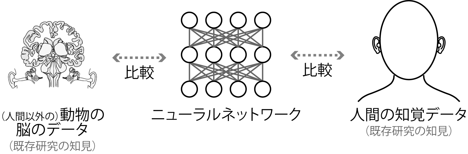図1．本研究の枠組み。NNの反応を、人間の知覚特性と脳の神経活動とそれぞれ比較した。