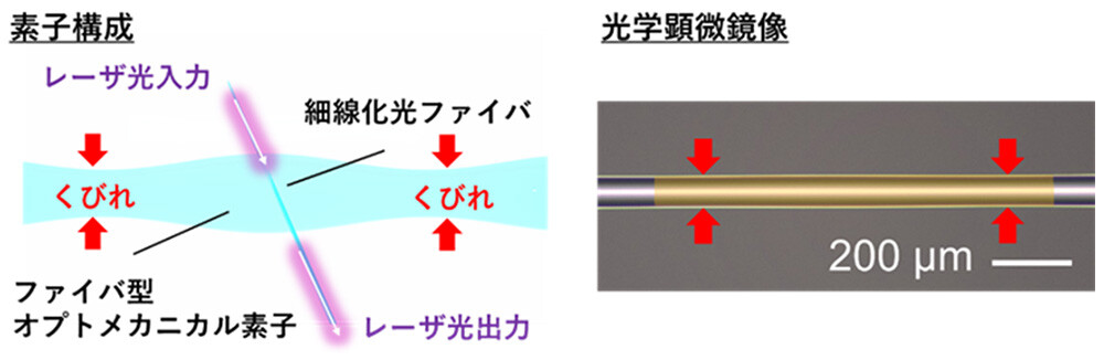 図2: ファイバ型オプトメカニカル素子の素子構成図と光学顕微鏡像。顕微鏡像のオレンジの部分がくびれ（赤矢印）を持つファイバ型オプトメカニカル素子。