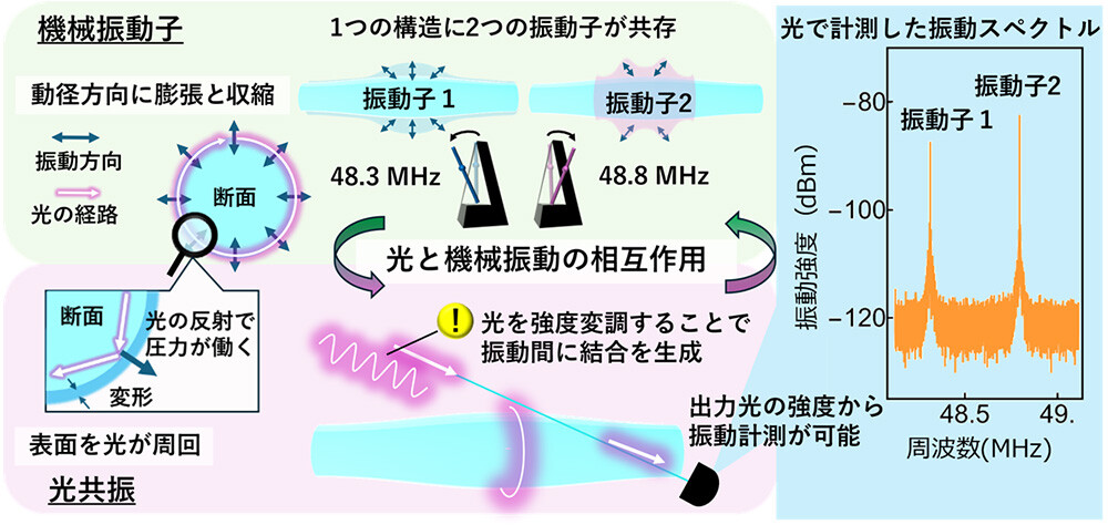 図3: ファイバ型オプトメカニカル素子における光と機械振動の相互作用の概念図。