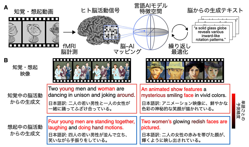 図1：本研究の概要と主要結果。(A) 本研究で考案した技術「マインド・キャプショニング」の概要図。ヒトが動画を知覚または想起しているときのfMRI脳活動信号※4を、機械学習の方法で言語AIモデル（深層言語モデル※5）の特徴空間にマッピングし、その脳活動に対応する特徴とより類似度が高い特徴を持つテキストを探索しながら、テキストを繰り返し最適化することで、知覚・想起した映像の意味内容を反映した文章を脳活動から生成する技術を考案しました。(B) 実験で用いた映像（上段）と、それらを知覚あるいは想起している時の脳活動から生成されたテキスト（下段）の例。生成文中のトークン（図中および以下、「単語」と表記）のうち、人手で作成した動画内容の説明文（参照文）に意味が似た単語が含まれていたものをより赤い色で示しています。知覚条件と想起条件のいずれにおいても、知覚・想起している映像内容を反映し、参照文中の単語と意味の似た単語を含む構造化されたテキストが生成されており、脳から生成したテキストのみを用いて、どの映像を知覚・想起しているかを識別できることが確認できます。