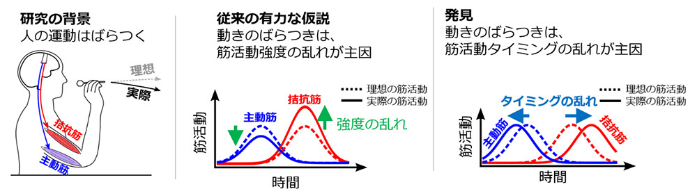 図1　本研究成果の概要。人の運動のばらつきは、従来説である筋活動強度の乱れよりも、筋活動タイミングの乱れと密接に関連することを発見。