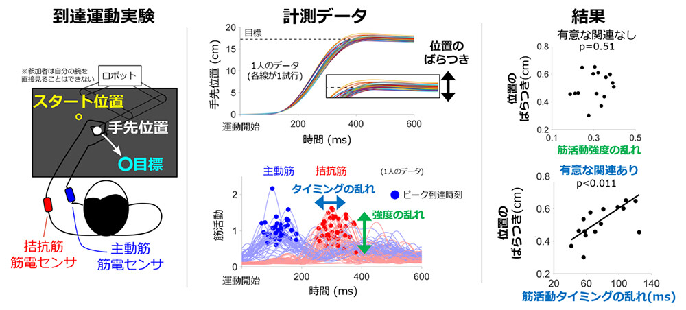 図2　（左）腕到達運動課題と筋活動計測を示す上方からの俯瞰図。（中）毎試行、手先の到達位置はばらつく。運動に伴う筋活動から、強度の乱れとタイミングの乱れを算出し、それぞれについて主動筋と拮抗筋の平均値を実験参加者ごとの筋活動の乱れとして評価。（右）運動のばらつきは、筋活動強度の乱れとは関連せず、筋活動タイミングの乱れと有意に関連。各プロット点は実験参加者ごとのデータを示す。関連性の有無は、線形混合効果モデル※4を用いて解析し、p値が0.05未満であれば有意な関連性が有りとみなされる。