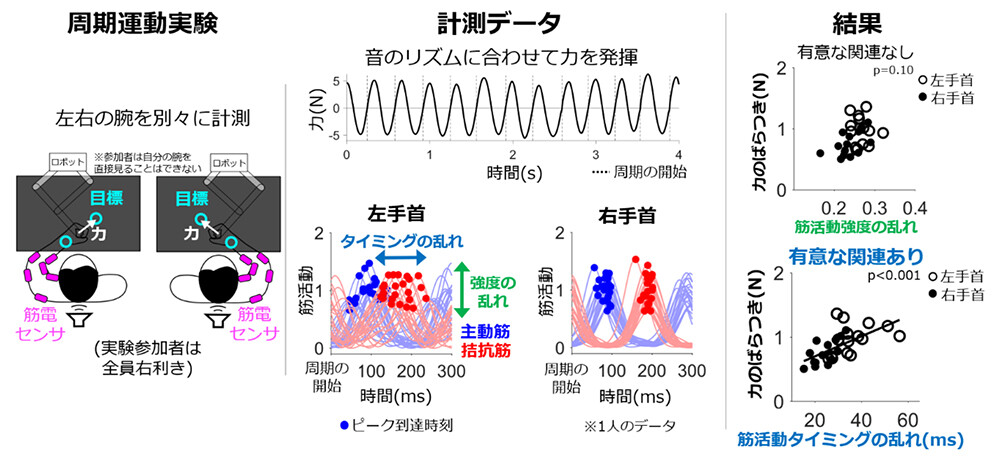 図3　（左）周期運動課題と筋活動計測。（中）周期的に発揮される力から周期毎の筋活動を切り出し、強度とタイミングの乱れを算出（典型参加者、手首の例）。（右）力のばらつきは、筋活動強度の乱れとは関連せず、筋活動タイミングの乱れと有意に関連（手首の例）。筋活動の乱れは、主動筋と拮抗筋の平均値を利用。