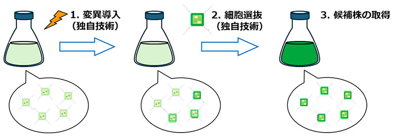 図2. 珪藻株の育種フロー。