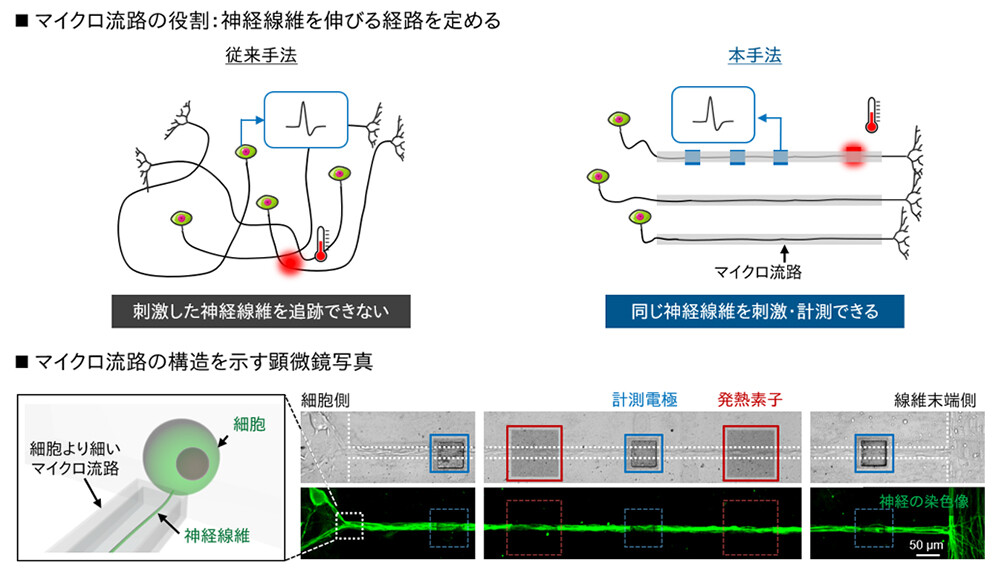 図2 マイクロ流路を用いた同一神経線維への刺激・計測の実現