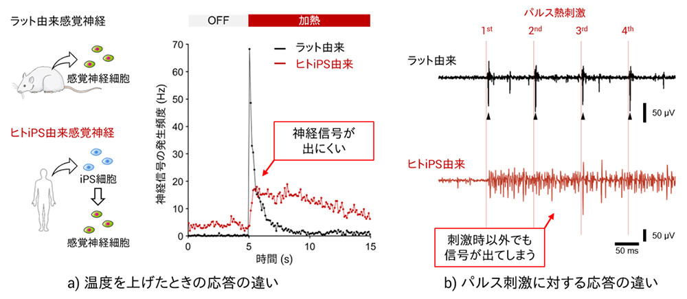 図4 ヒトiPS細胞由来感覚神経の熱刺激に対する応答