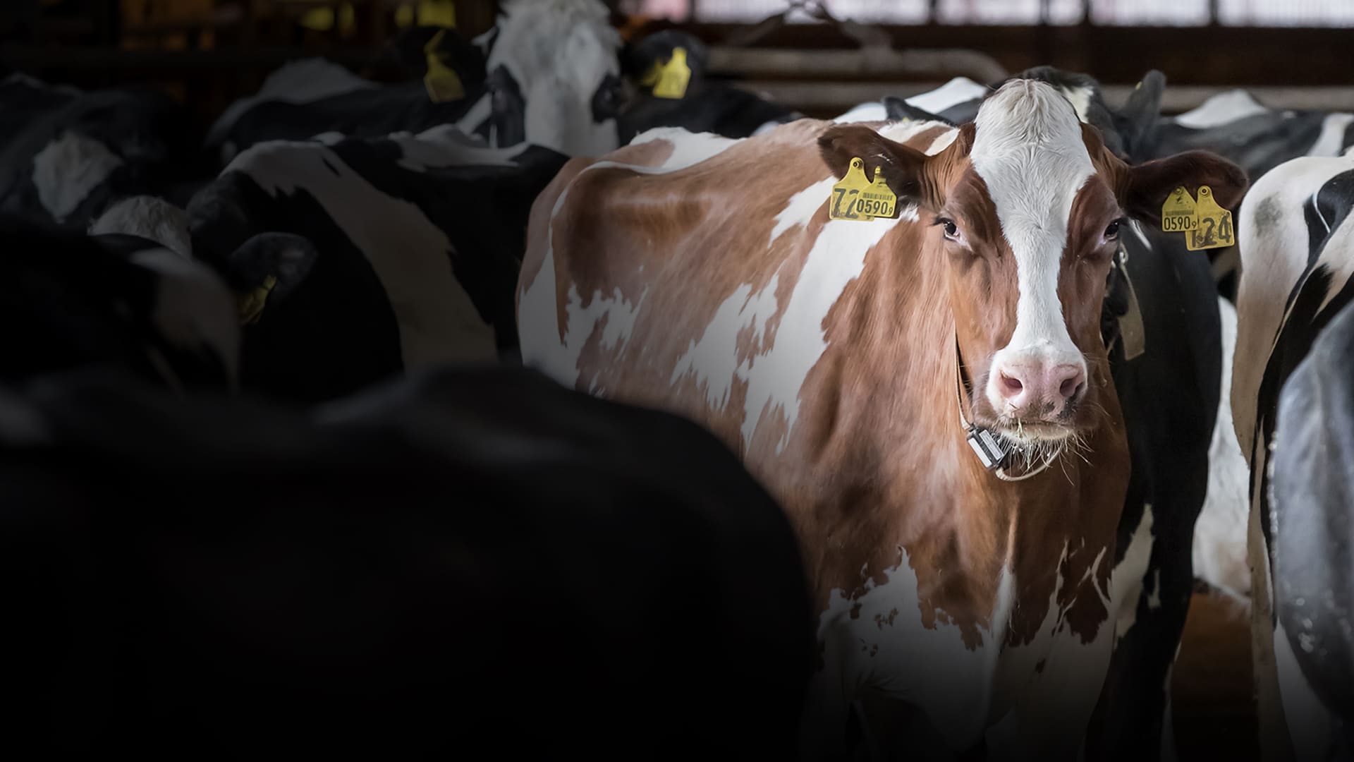 “アニマルウェルフェアとAIが拓く畜産業の未来“のイメージ画像