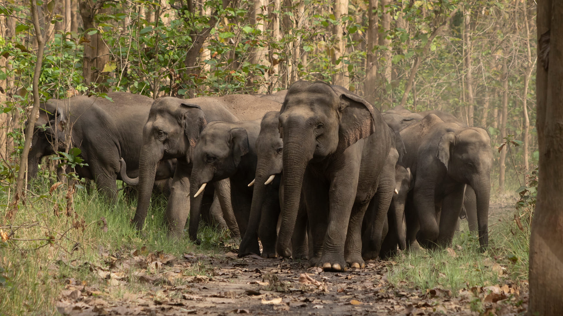 “対立から共存へ:ゾウのための技術“のイメージ画像