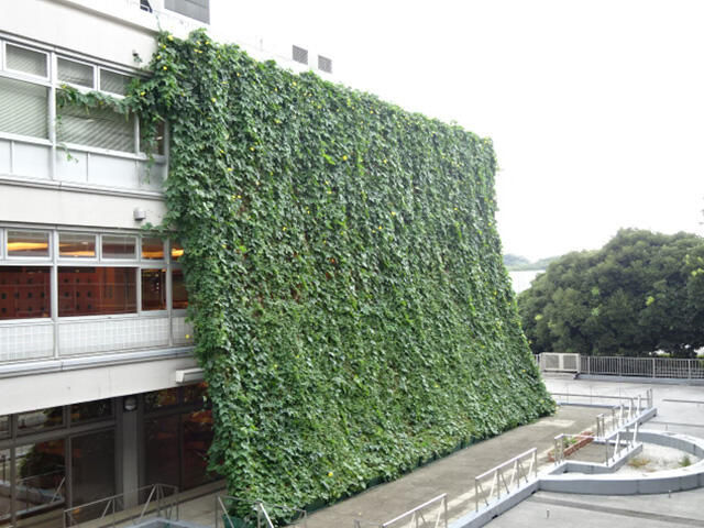 グリーンカーテンの写真