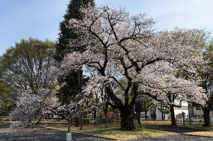 センタ正門前の桜